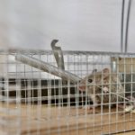 Dératisation écologique : protéger son habitat sans risque pour la santé