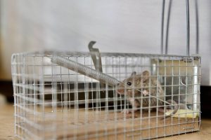 Dératisation écologique : protéger son habitat sans risque pour la santé